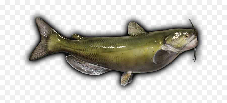 Download Channel Catfish Fish Mount - Oily Fish Png,Catfish Png