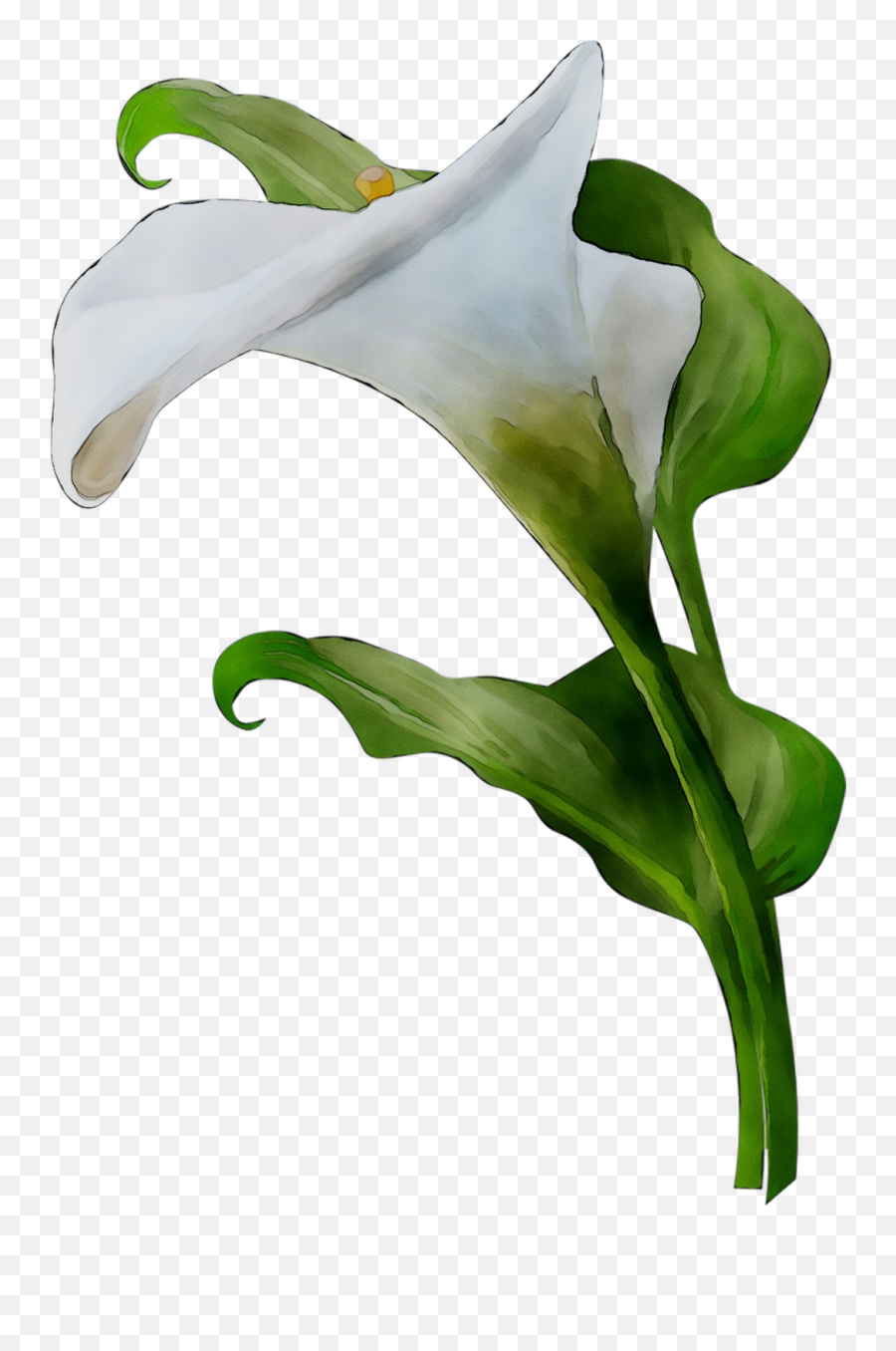 Arum Lilies Leaf Plant Stem Plants Lily M - Png Download Transparent Arum Lily,Lilies Png