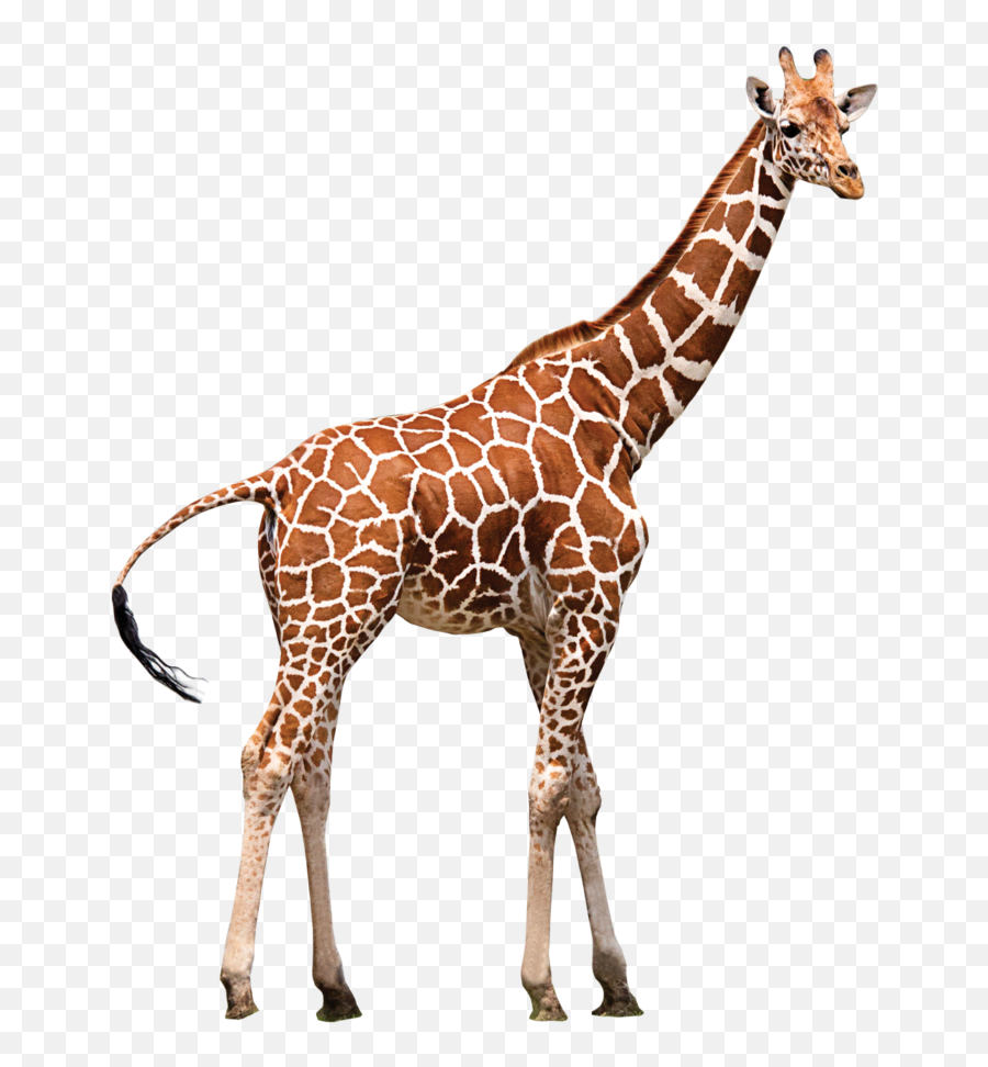 Zoo Animal - Transparent Background Giraffe Png,Giraffe Transparent Background
