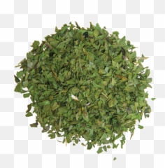 Download Hd Coriander Cilantro - Grass Transparent Png Png Of Grass Plan,Cilantro Png
