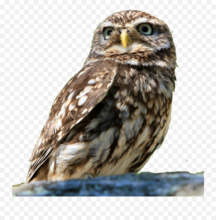 Free Owl Bird Png Background Removed - Free Transparent Png,Owl Transparent Background