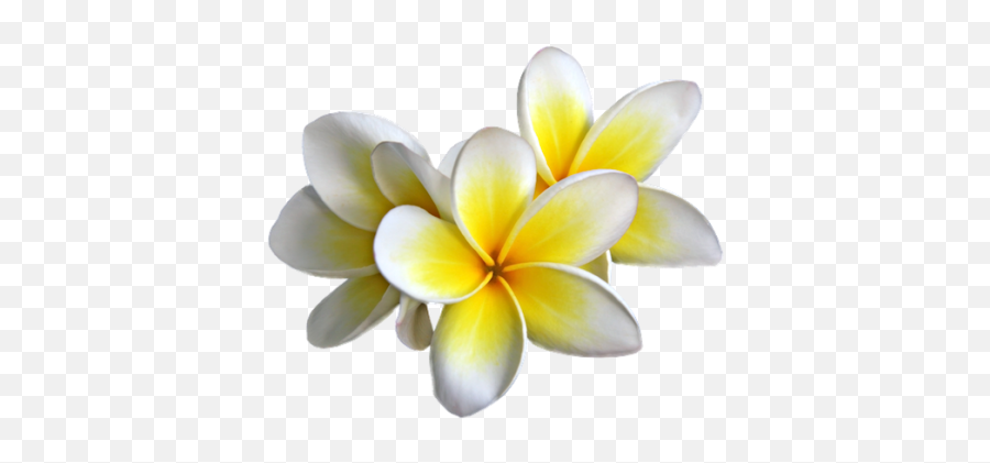 Yellow Flower Png Images 2 Image - Frangipani Png,Yellow Flower Png