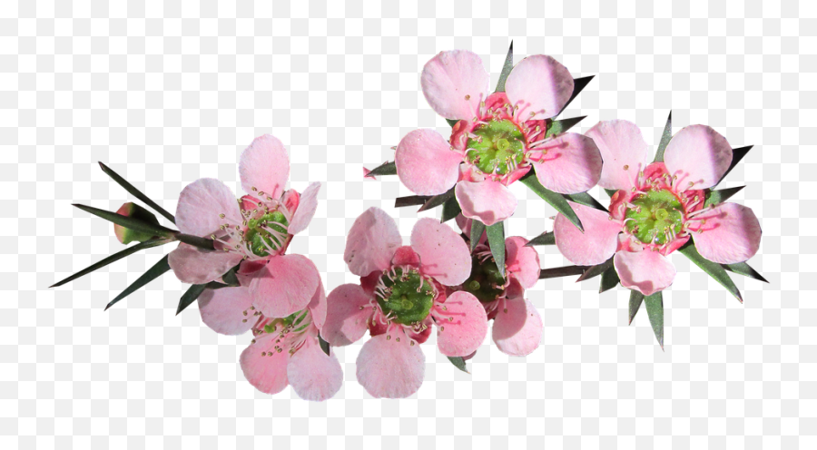 Free Photo Pink Flower Tea Tree Australian Native - Max Pixel Pink Tea Tree Flower Png,Pink Flowers Png