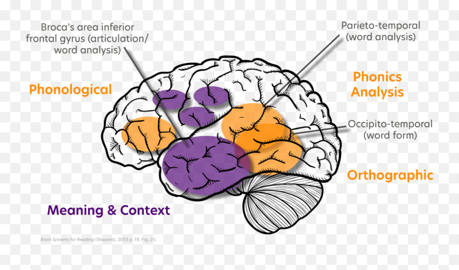 Science Of Reading U2014 Sareads - Science Of Reading Brain Png,Brain Png