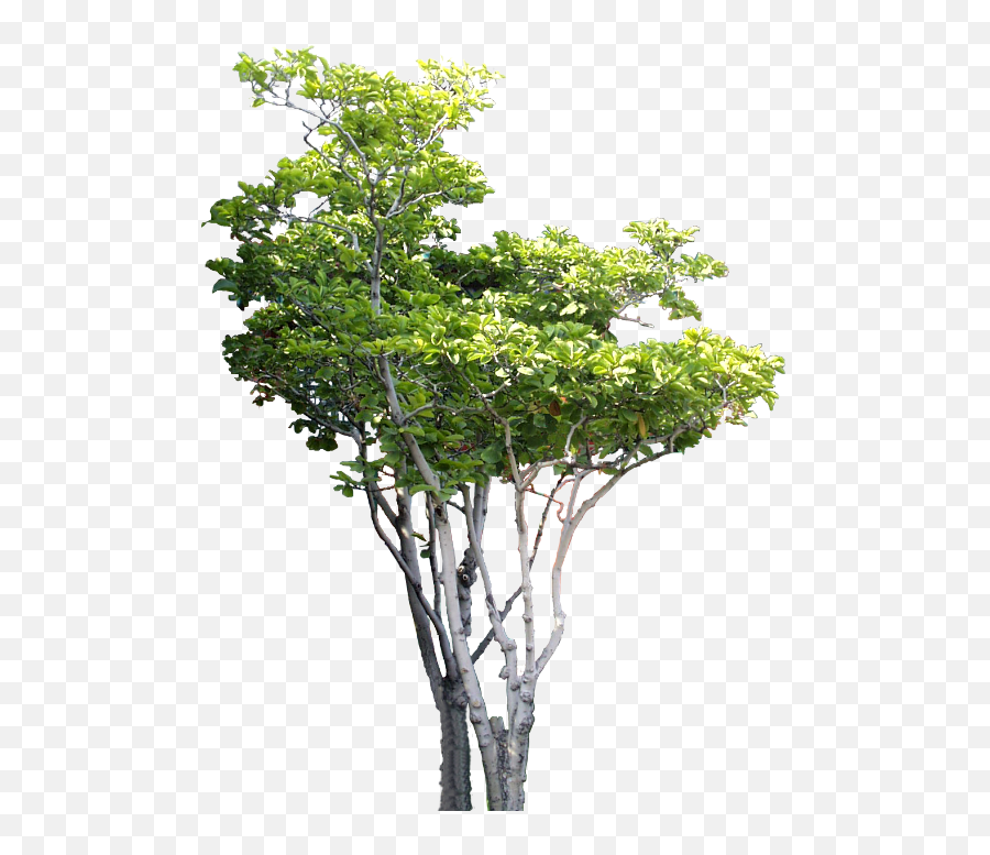 Download Small Tree Psd B Photoshop - Png Photoshop Tree Hd,Arboles Png