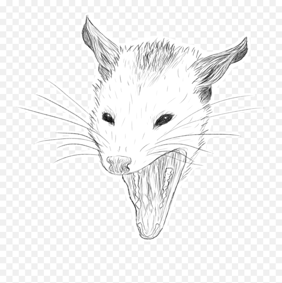 Opossum Facts Possum Yawn - Kangaroo Rat Png,Possum Transparent