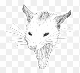 Opossum Facts Possum Yawn - Kangaroo Rat Png,Possum Transparent