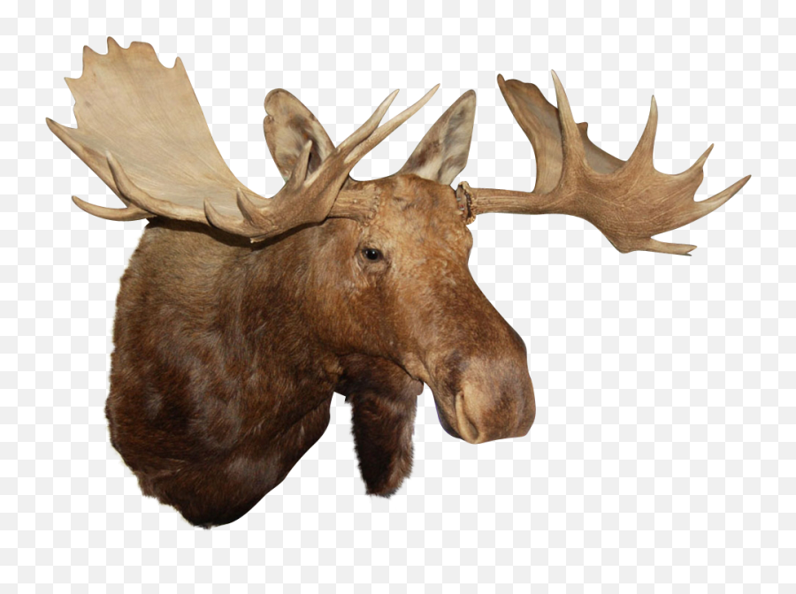 Moose Head - Moose Head No Background Png,Moose Png
