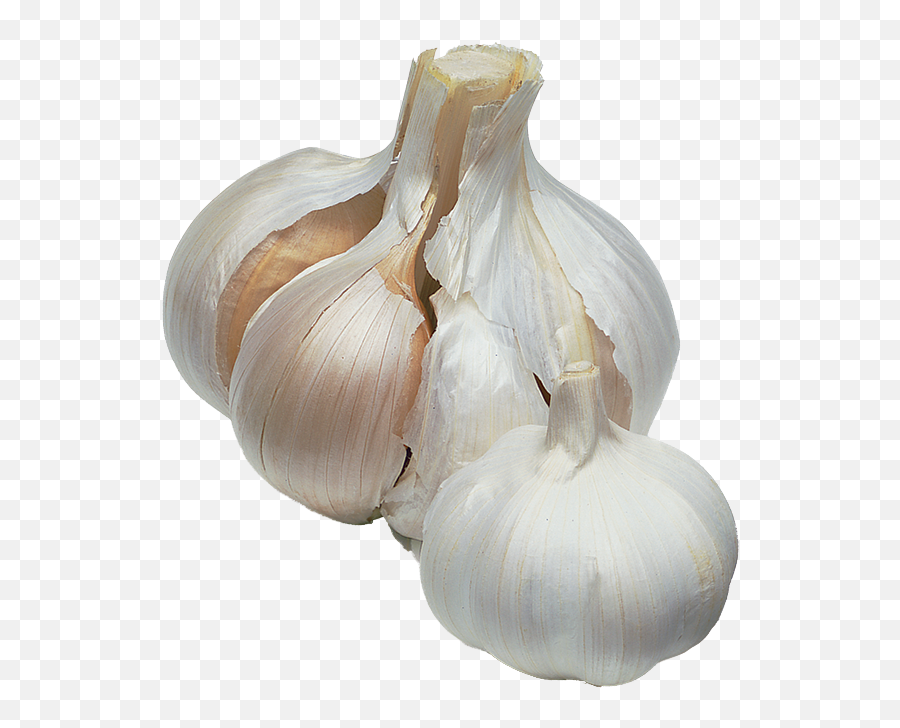 How To Grow Garlic Png Transparent Background