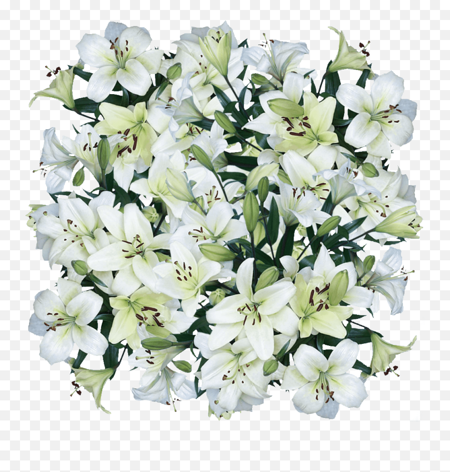 Asiatic Lily White Cut Flowers For Sale - Lily Png,Lillies Png