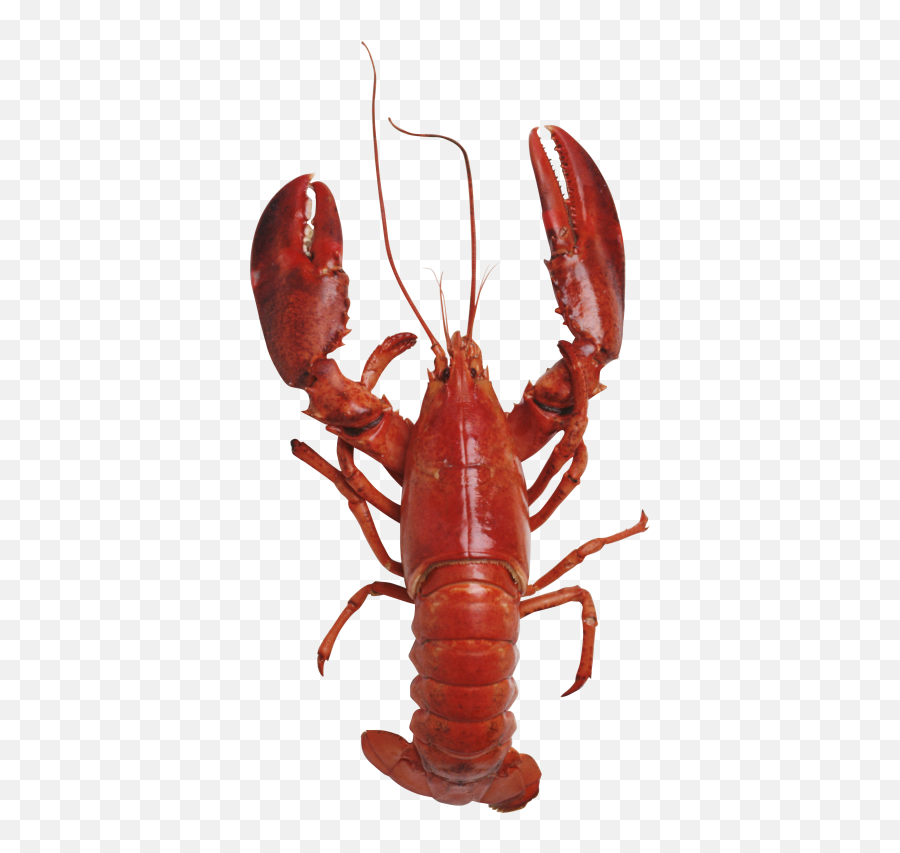 Download Free Png Crayfish Vector Graphics Lobster Seafood - American Lobster Png,Crawfish Png