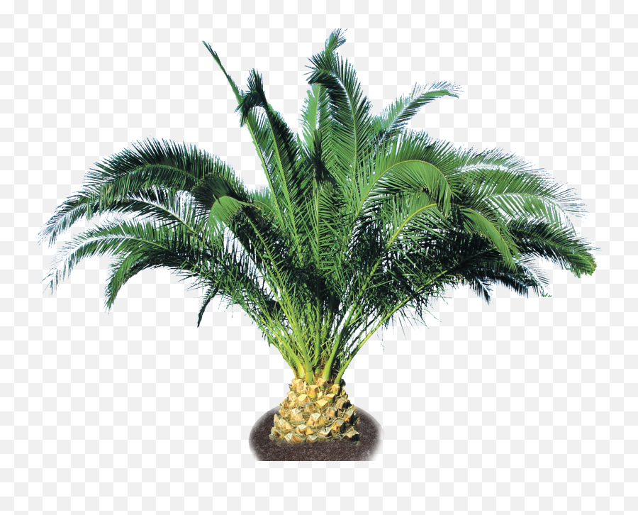 Pineapple Palm - Pineapple Trees Png Full Size Png Palm Trees,Trees Png Images