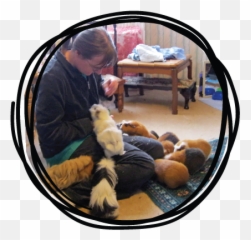 Our Team U2014 Guinea Pig Magazine - Comfort Png,Guinea Pig Png
