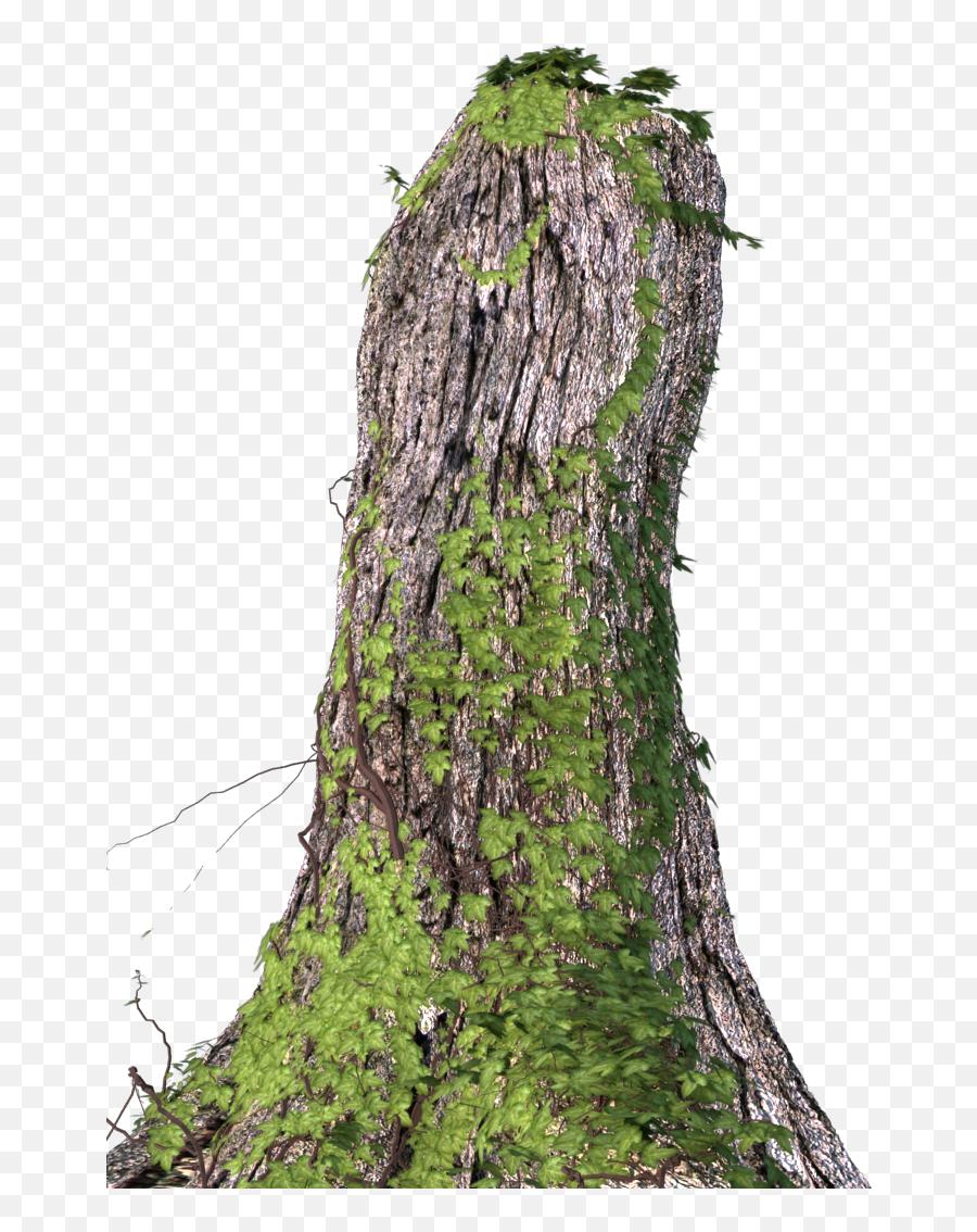 Tree Bark - Tree Stump Png Download Original Size Png Northern Hardwood Forest,Stump Png