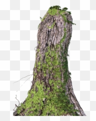 Tree Bark - Tree Stump Png Download Original Size Png Northern Hardwood Forest,Stump Png