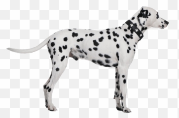 Dalmatian - Dalmatian White Background Png,Dalmatian Png