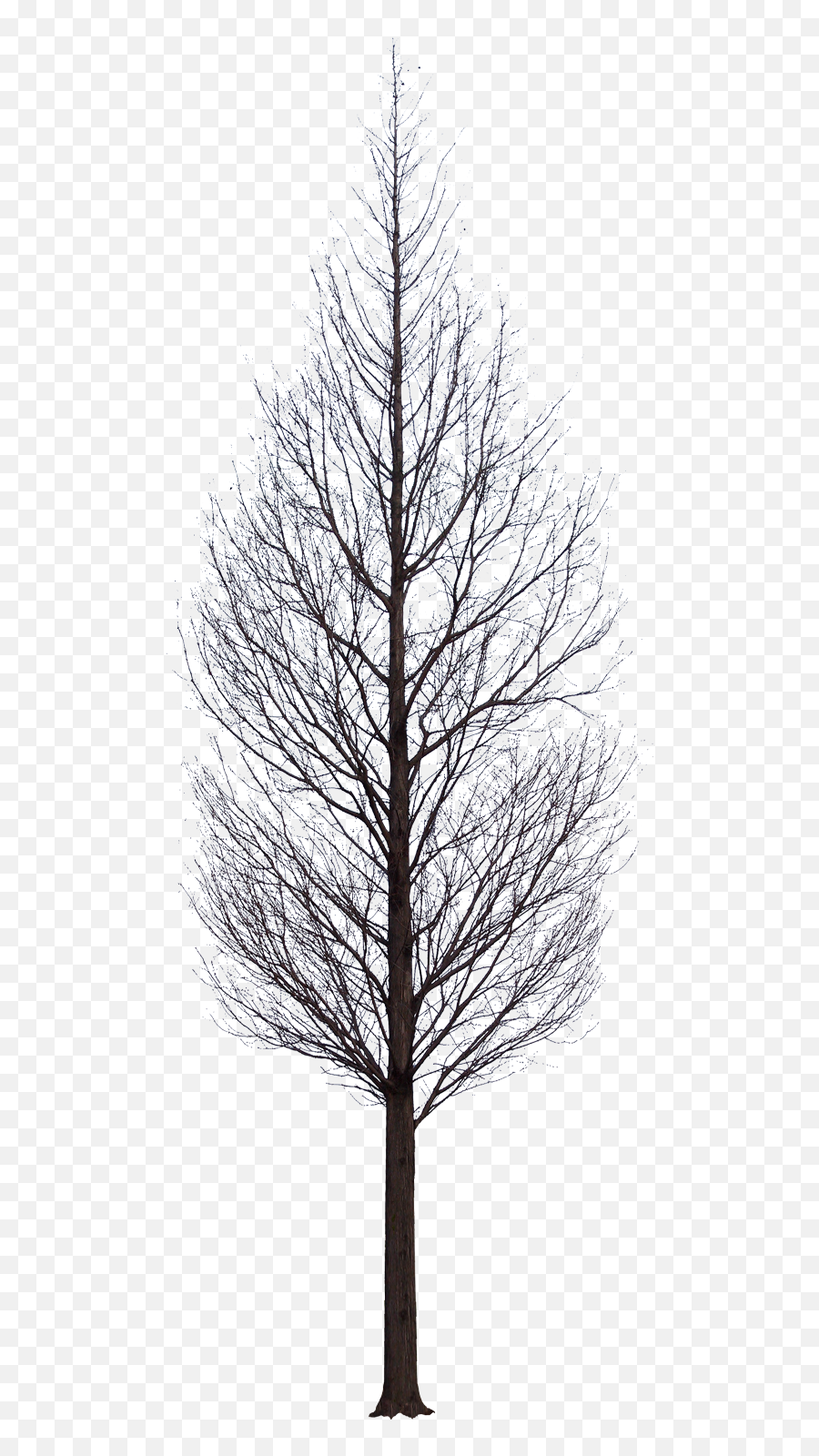 Tree Photoshop - Tree Black Png,Tree Elevation Png