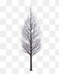 Tree Photoshop - Tree Black Png,Tree Elevation Png
