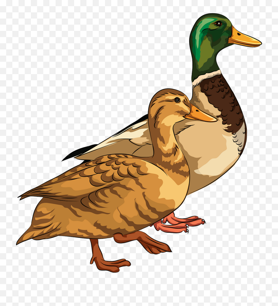 Male And Female Mallard Ducks Clipart Free Download - Duck Clipart Png,Duck Clipart Png