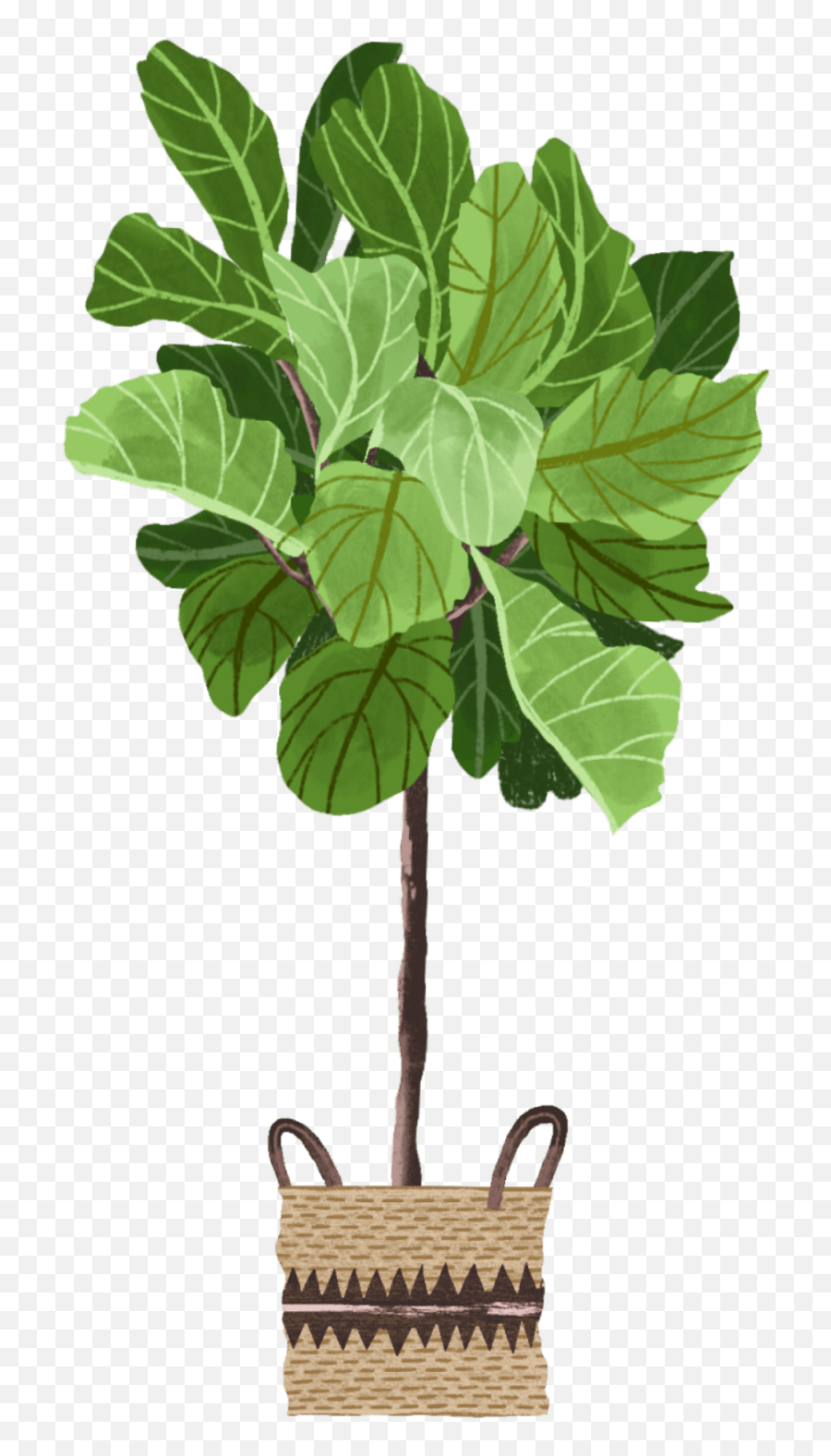Fiddle Leaf Fig - Storage Basket Png,Fiddle Icon