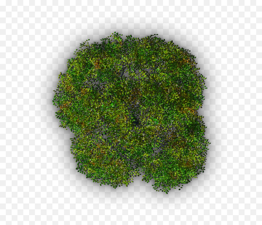 Papyrus Tree Png Image - Moss,Tree Plan Png