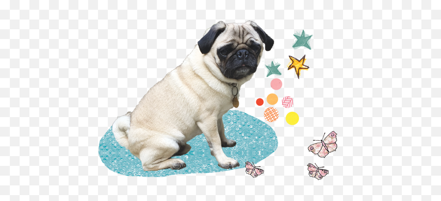 Doug Works With Those Who Have No - Pug Png,Pug Transparent Background