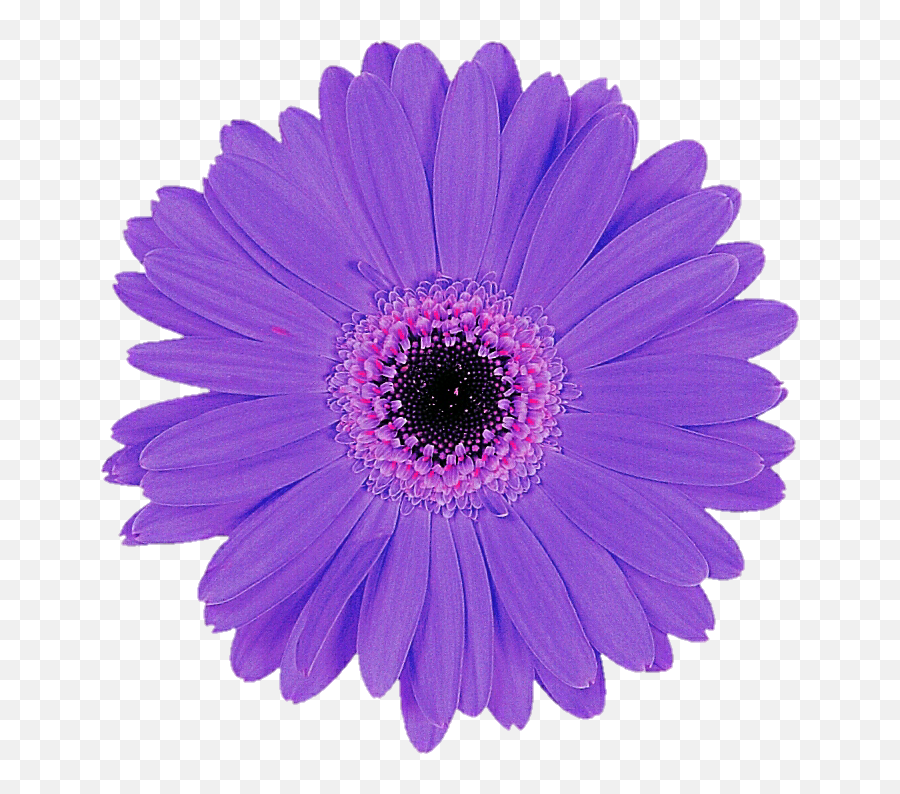 Daisy Purple Transparent Images Png Arts - Purple Gerbera Daisy,Daisy Png