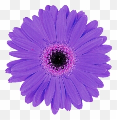 Daisy Purple Transparent Images Png Arts - Purple Gerbera Daisy,Daisy Png