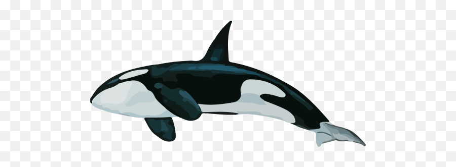 The Deep Sea - Killer Whale Transparent Png,Ocean Fish Png