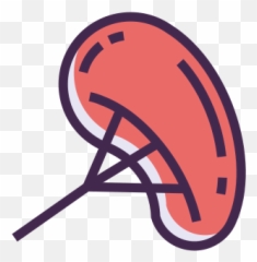 Spleen Vector Icons Free Download In Svg Png Format - Spleen Png