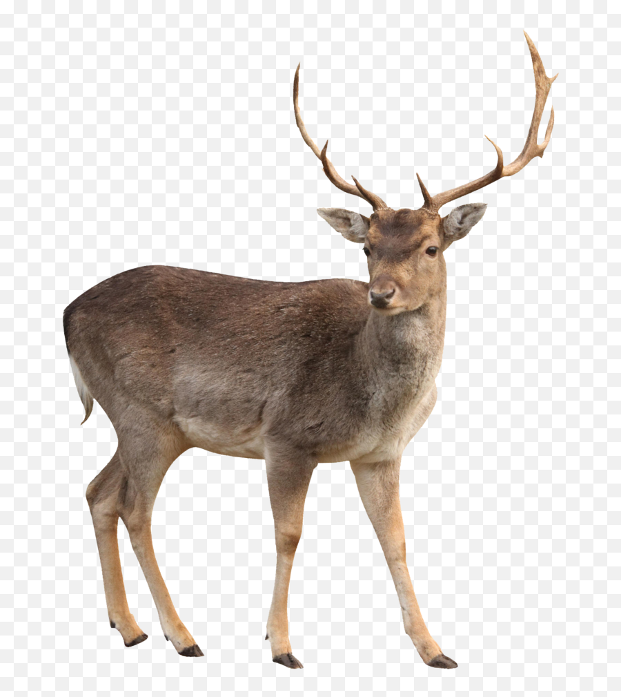 Elk Clipart Caribou - Transparent Deer Png,Caribou Png