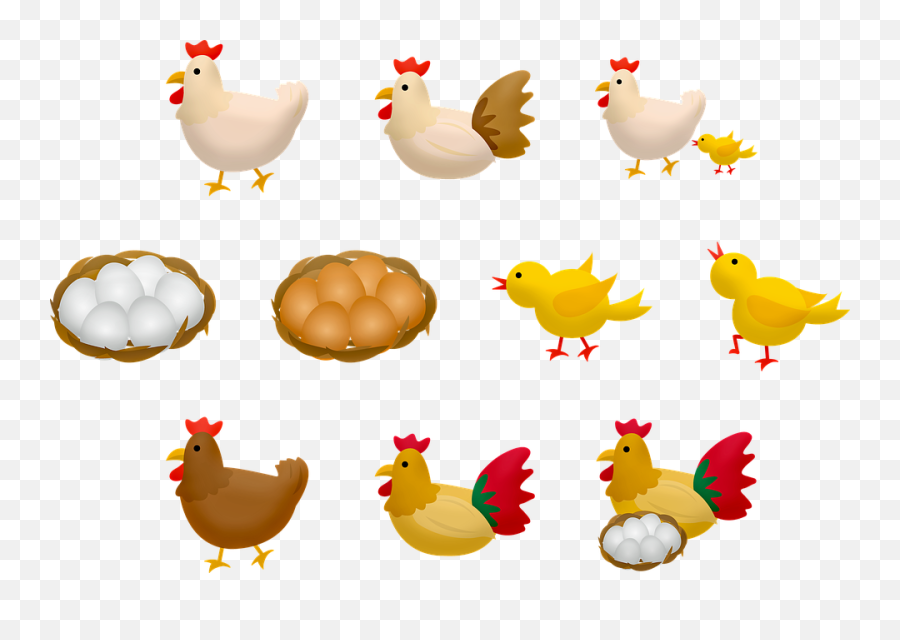 200 Free Hen U0026 Chicken Illustrations - Pixabay Png,Chicken Transparent