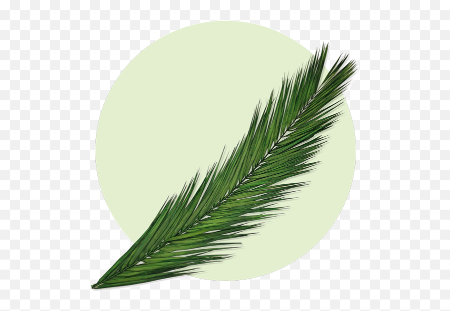 Palm - Natural Palm Fronds Png,Palm Leaves Transparent