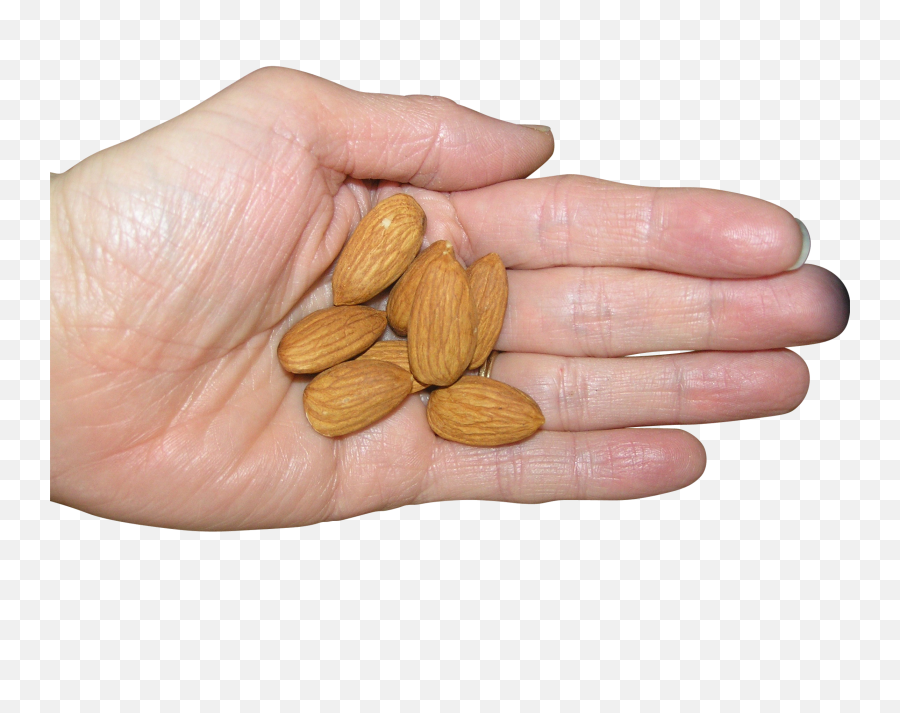 Almonds In Palm Png Image - Purepng Free Transparent Cc0,Palm Png