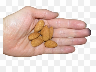 Almonds In Palm Png Image - Purepng Free Transparent Cc0,Palm Png