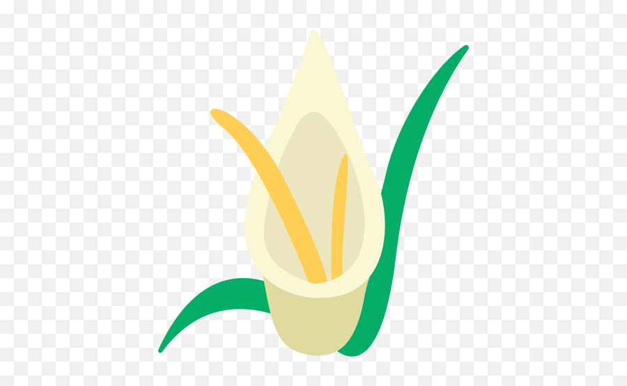 Calla Lilies Flower Flat - Transparent Png U0026 Svg Vector File Illustration,Lilies Png