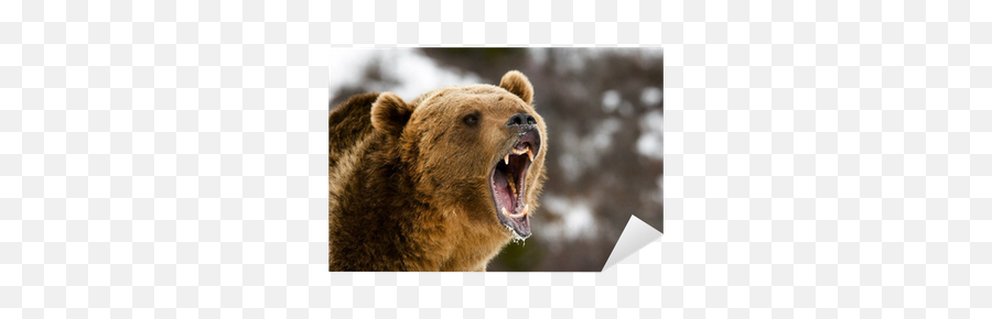 Grizzly Bear Sticker U2022 Pixers - We Live To Change Bear Market Png,Grizzly Bear Png