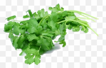 Coriander Leaf - Coriander Leaf Png,Cilantro Png