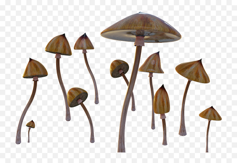 Mushrooms Psychedelic Cubensis - Free Image On Pixabay Mushroom Transparent Background Psychedelic Png,Mushroom Transparent Background