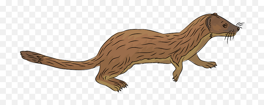 Long - Tailed Weasel Clipart Free Download Creazilla North American River Otter Png,Weasel Png