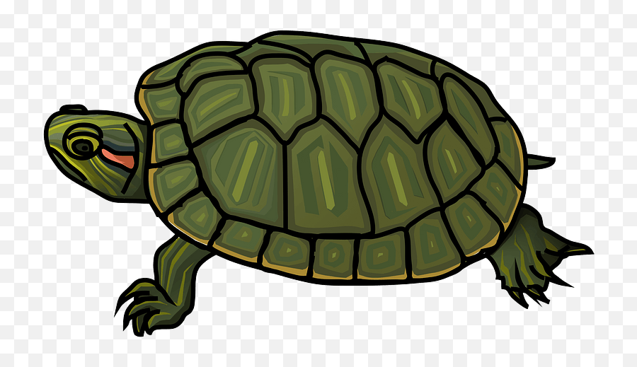 Red - Red Eared Slider Turtle Clipart Png,Turtle Clipart Png