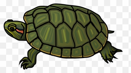 Red - Red Eared Slider Turtle Clipart Png,Turtle Clipart Png