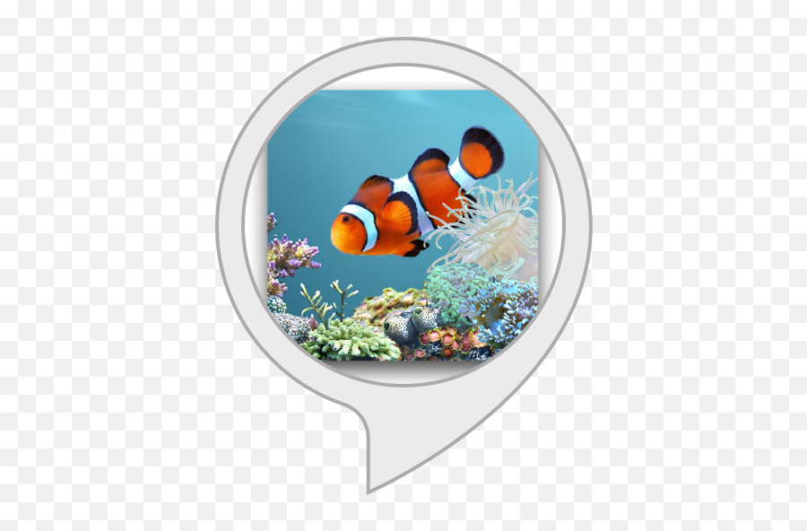 Amazoncom Fish Tank For Echo Show Alexa Skills - Live Wallpaper Aquarium Png,Fish Tank Png