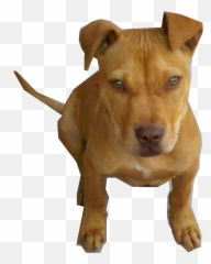 Perro Pitbull Bebe Png By Pngdetodotipo - Perro Pitbull Png,Pitbull Png
