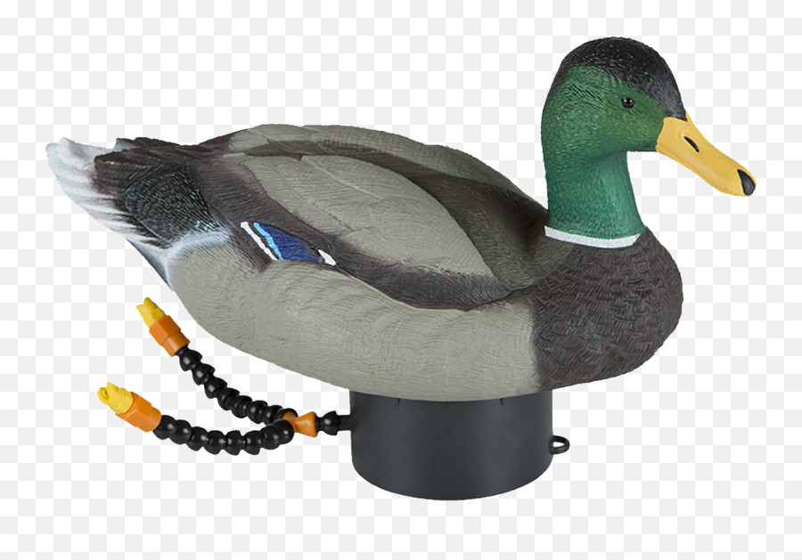 Duck Hunting Png Hd Transparent Hdpng Images - Lucky Duck Swimmer,Ducks Png