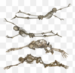 Skeleton Laying Crawling - Free Image On Pixabay Crawling Skeleton Png,Skeleton Png Transparent