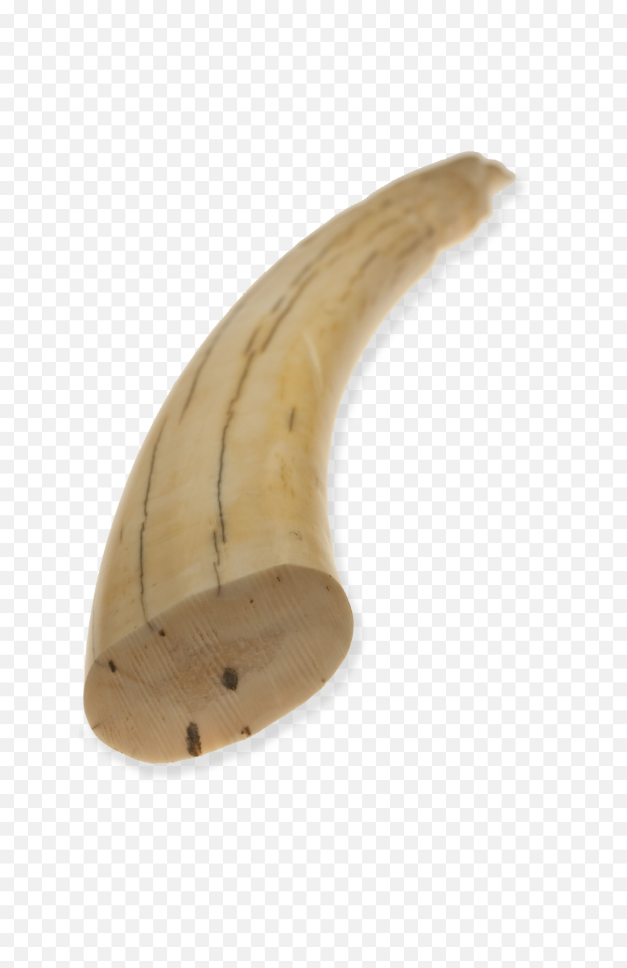 Nu - Walrus Tusk Png,Walrus Png