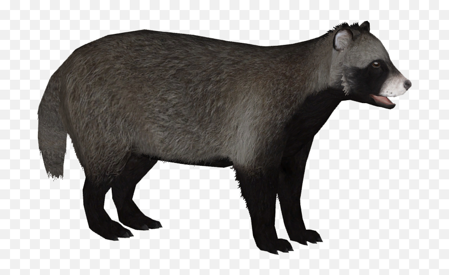 Raccoon Dog Png Transparent - Raccoon Dog,Raccoon Transparent