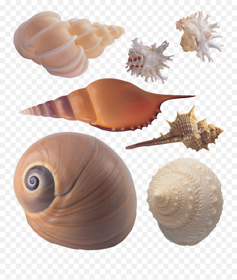 Seashell Png Seashells