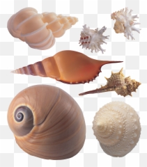 Seashell Png Seashells